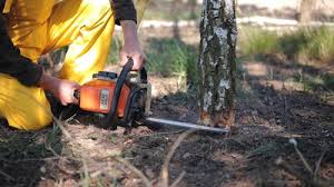 How Our Tree Care Process Works  in  Midland, WA