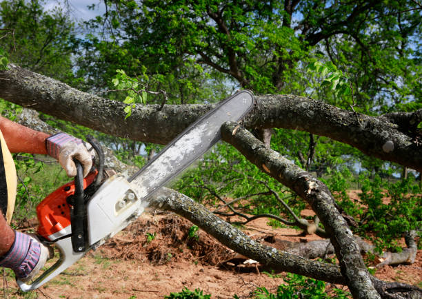 Professional Tree Care in Midland, WA